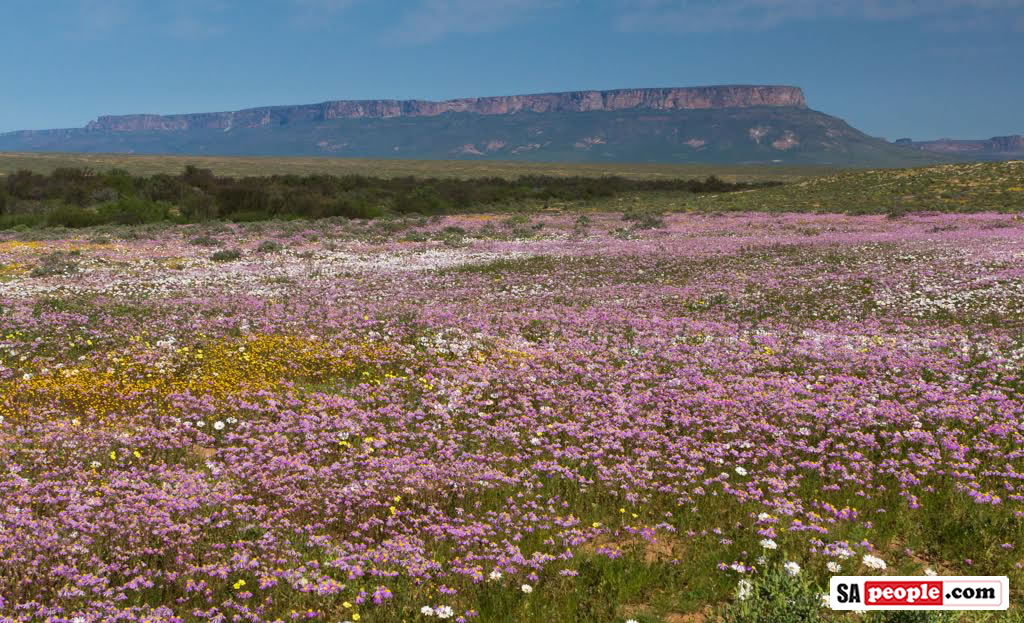Namaqualand Flowers