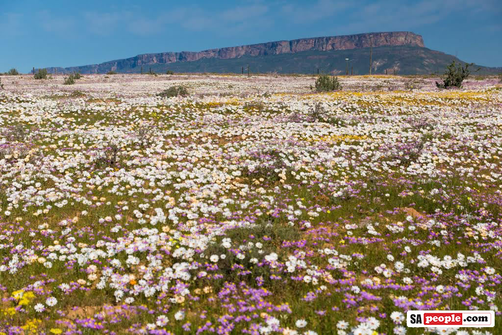 Namaqualand Flowers