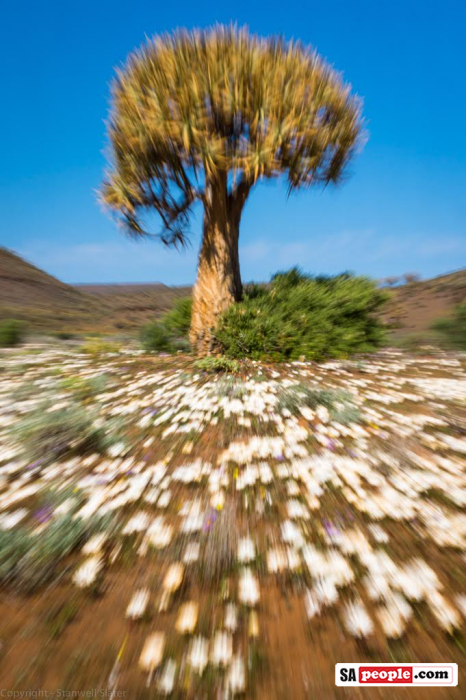 Namaqualand Flowers
