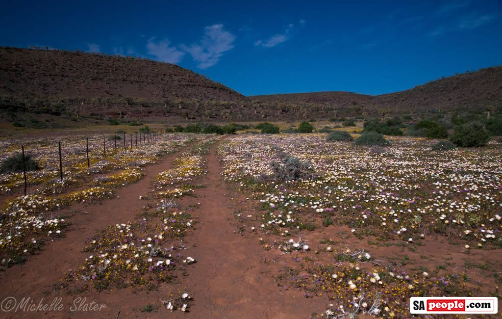 Namaqualand Flowers