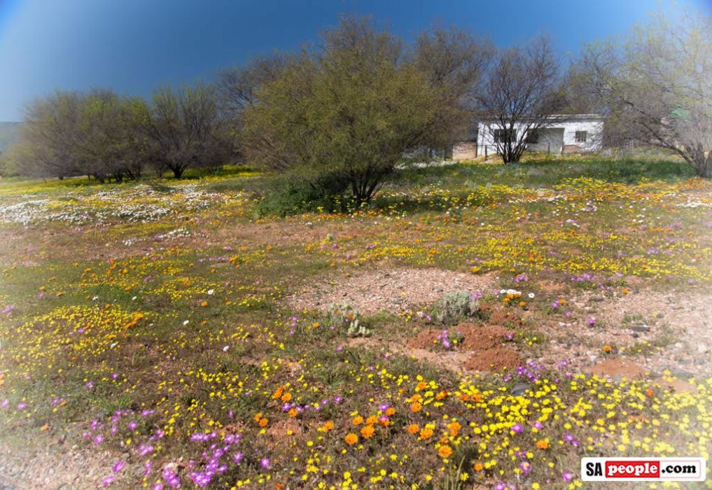 Namaqualand Flowers