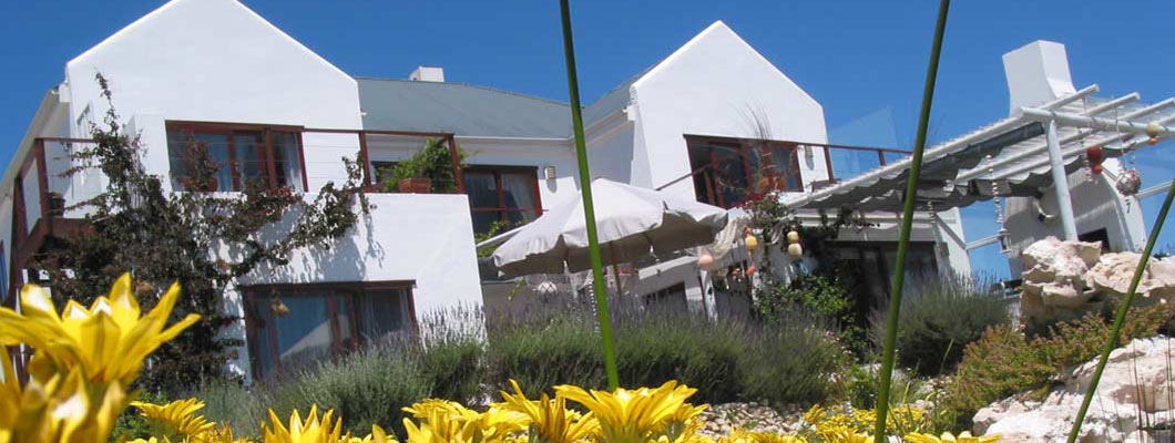 Spring Flowers South Africa Spring Flowers South Africa