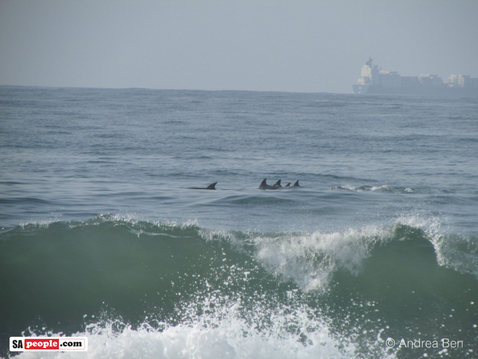 Dolphins, Umdloti Beach, South Africa