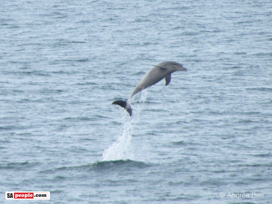 Dolphin, Umdloti Beach, South Africa