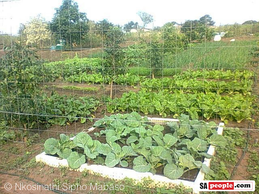 The Secret Behind Nkosinathi S Incredible Vegetable Garden The Secret Behind Nkosinathi S Incredible Vegetable Garden Sapeople Your Worldwide South African Community