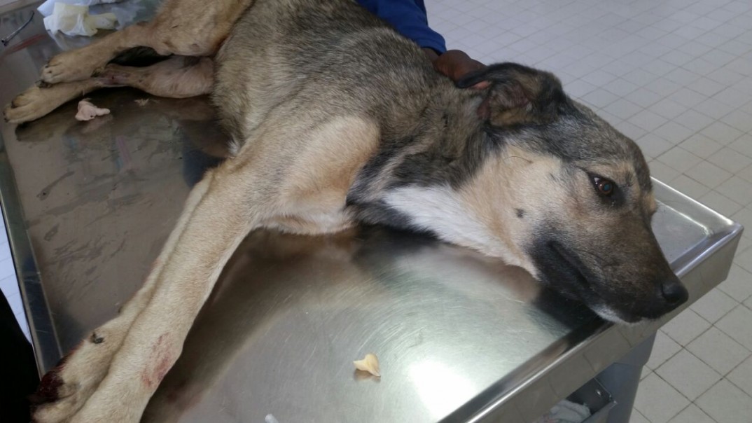 Amy is a German Shephard Cross that was rescued from a drain by the SPCA in Welkom. Amy is a German Shephard Cross that was rescued from a drain by the SPCA in Welkom.