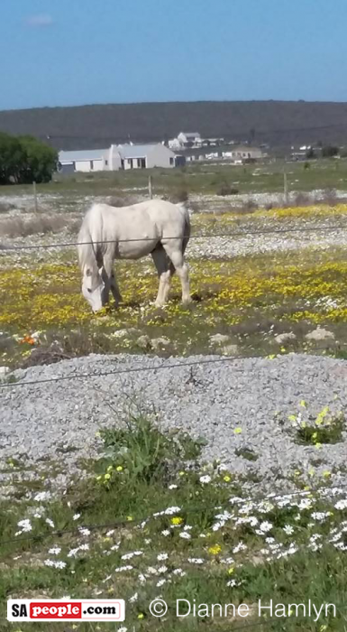 Horse in daisies