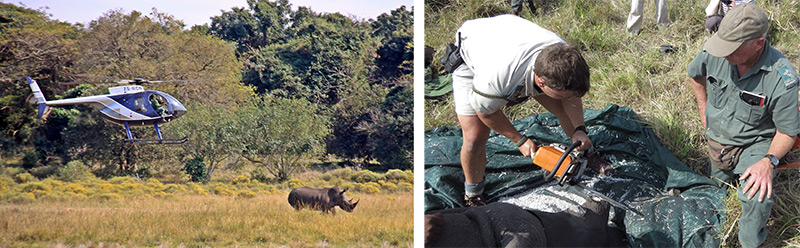 iSimangaliso Rhino De-Horning South Africa iSimangaliso Rhino De-Horning South Africa