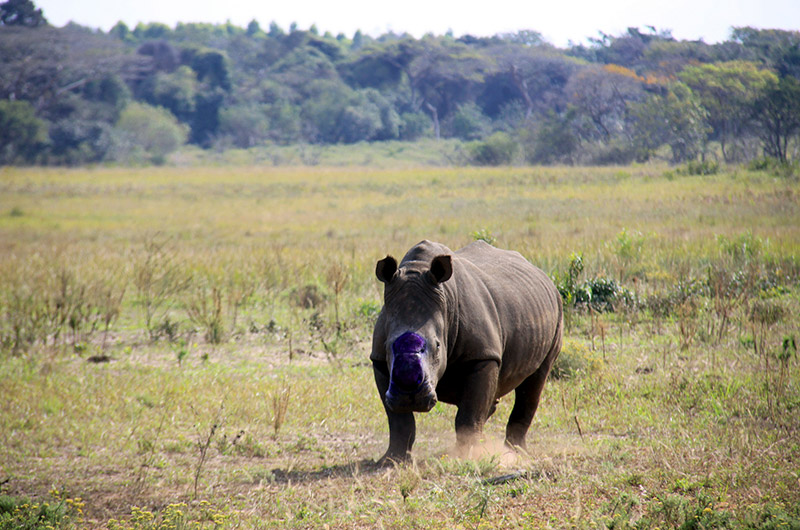 iSimangaliso Rhino De-Horning South Africa