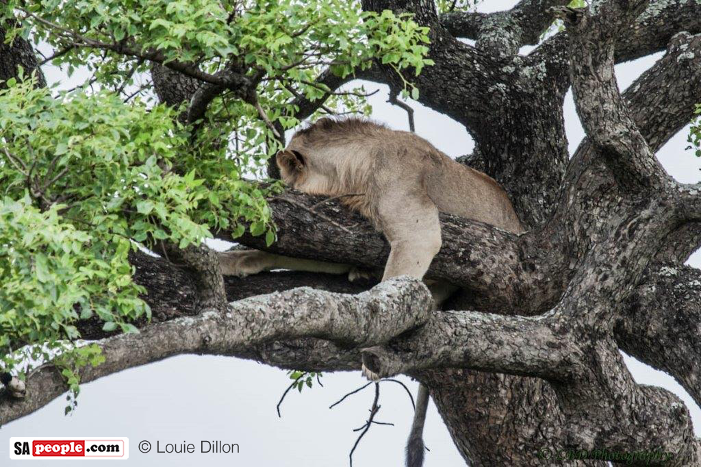 Lion in tree, South Africa Lion in tree, South Africa