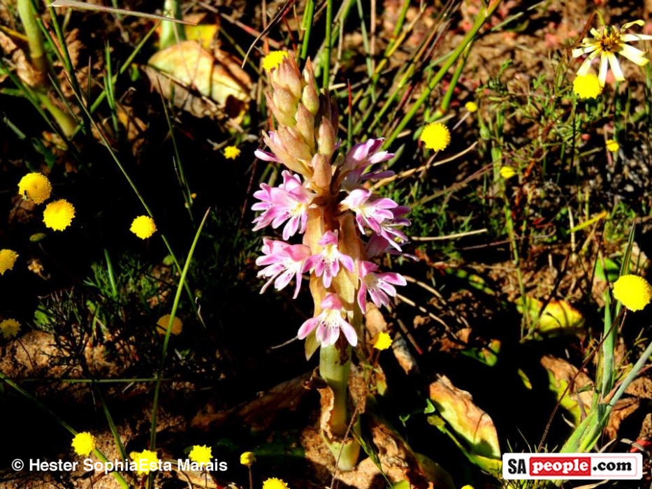 Namaqualand Spring Flowers