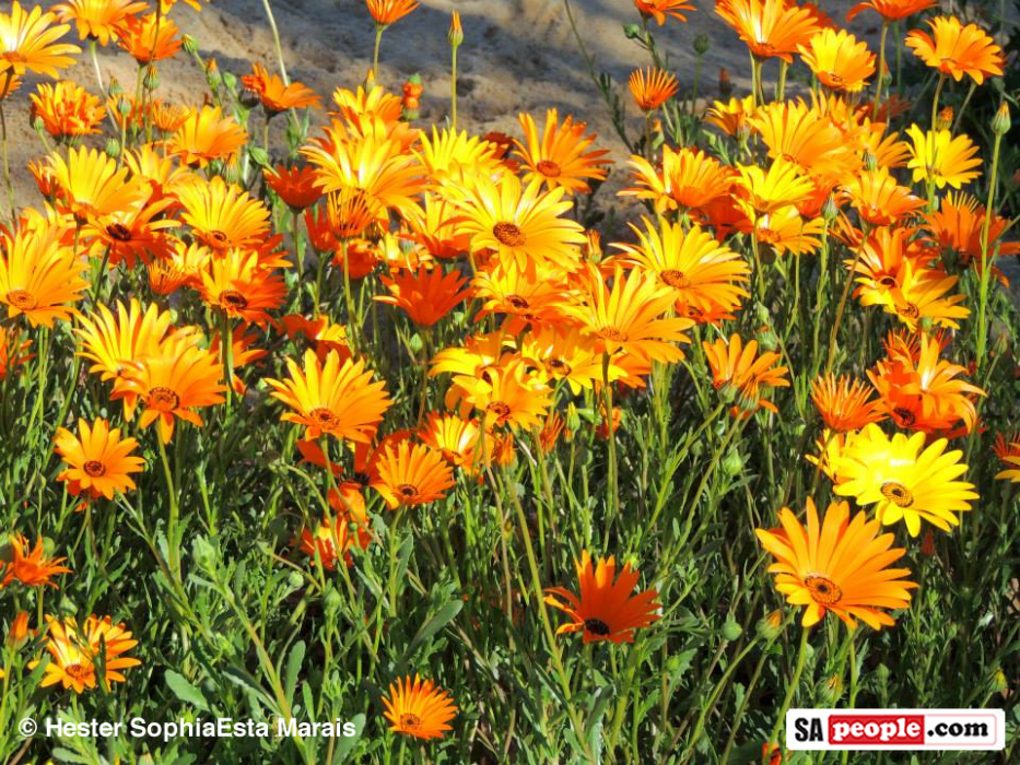 Namaqualand Spring Flowers
