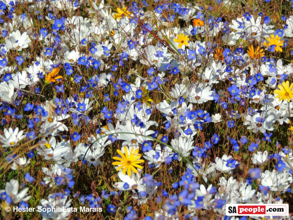 Namaqualand Spring Flowers
