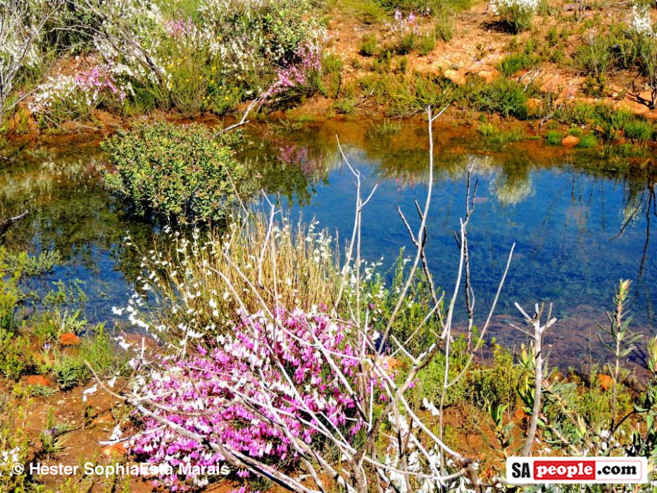 Namaqualand Spring Flowers