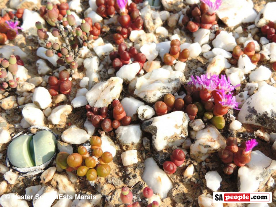 Namaqualand Spring Flowers