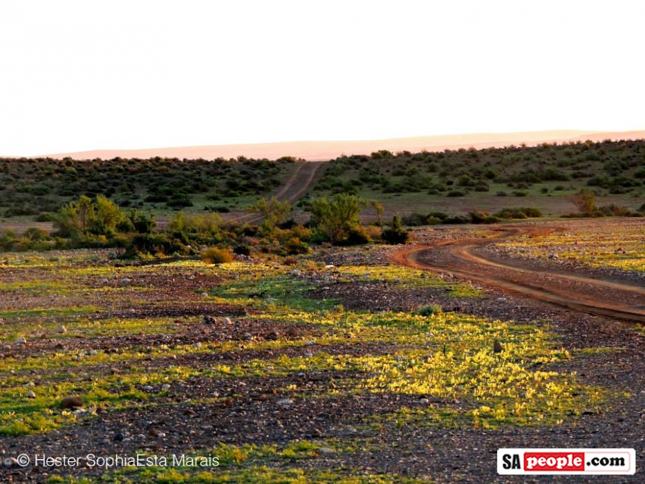 Namaqualand Spring Flowers