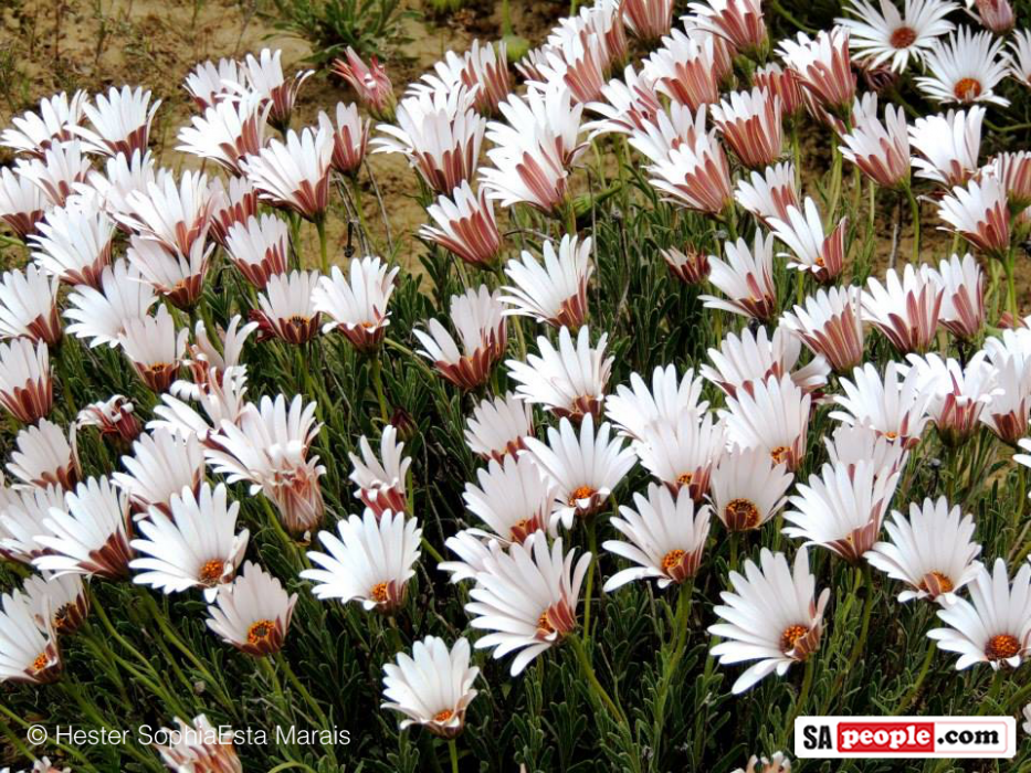 Namaqualand Spring Flowers