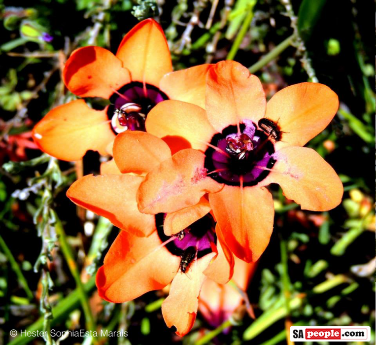 Namaqualand Spring Flowers