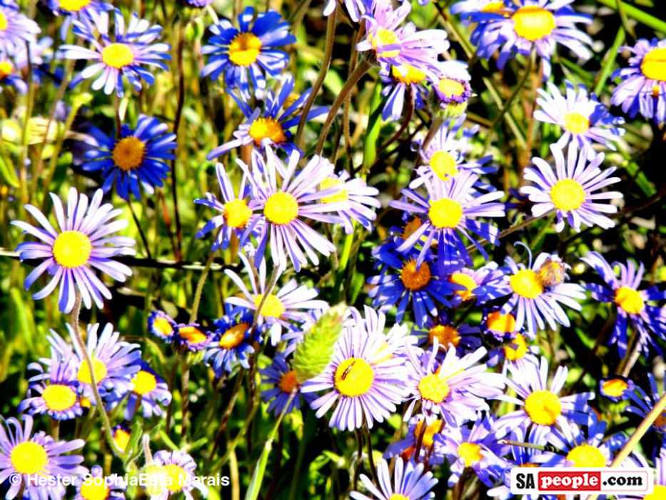 Namaqualand Spring Flowers
