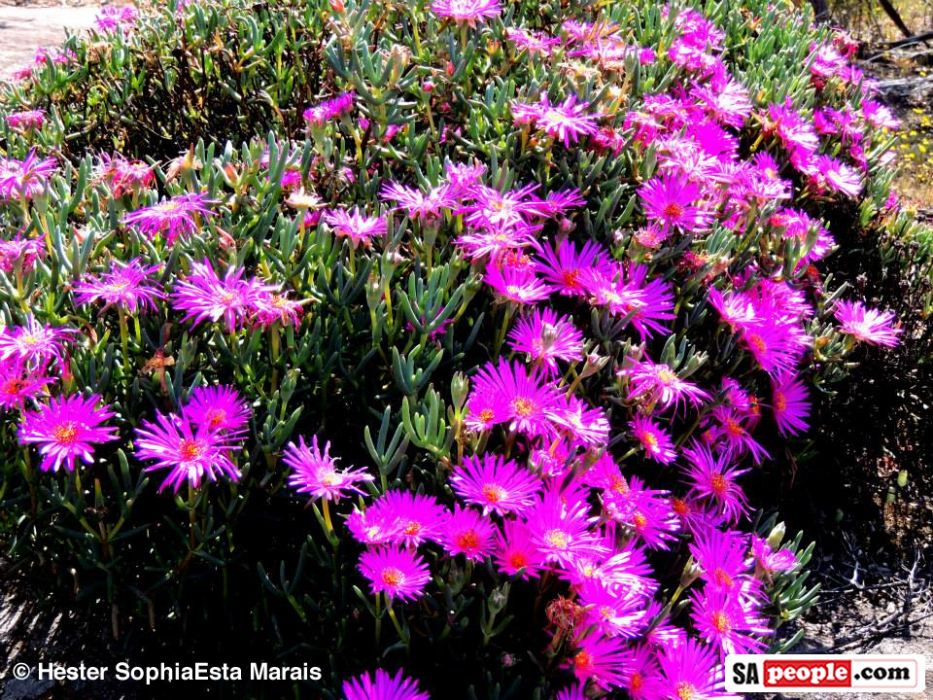 Namaqualand Spring Flowers