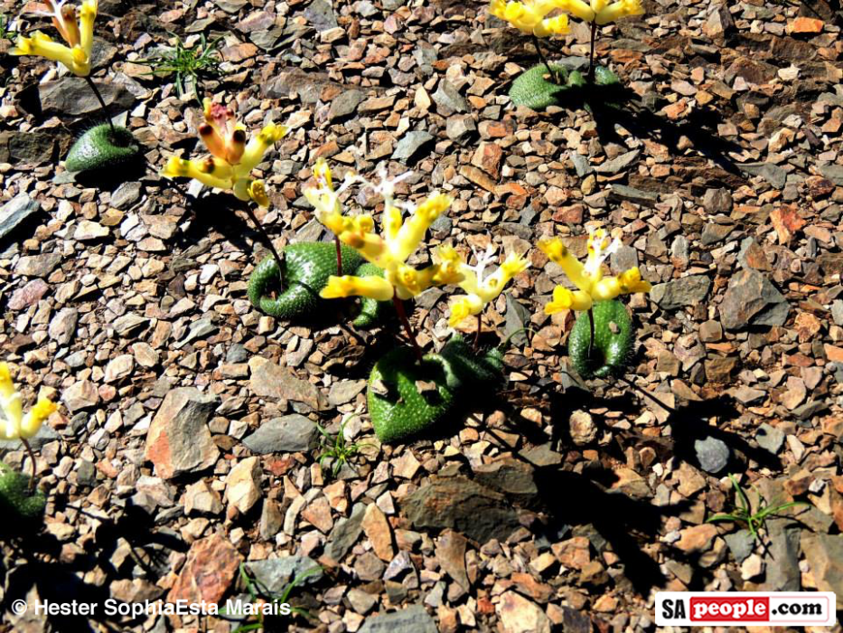 Namaqualand Spring Flowers