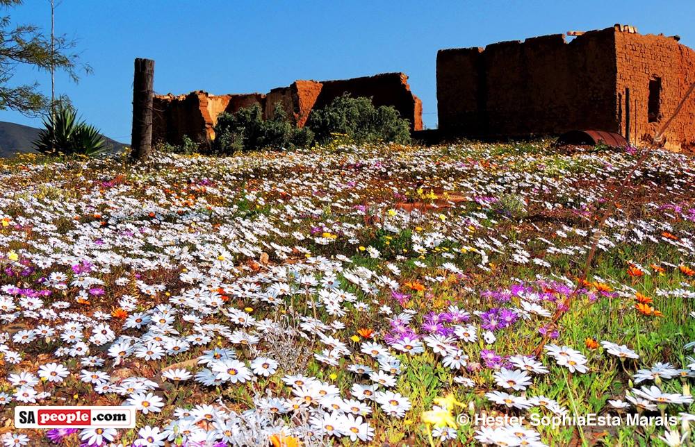 Namaqualand Spring Flowers Namaqualand Spring Flowers