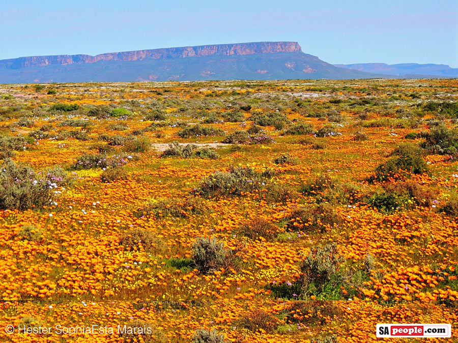 Namaqualand Spring Flowers