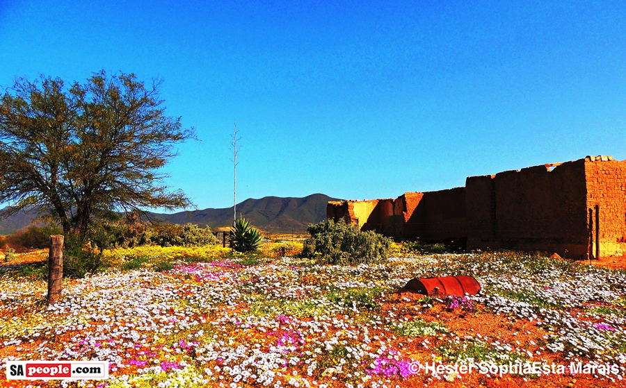 Namaqualand Spring Flowers