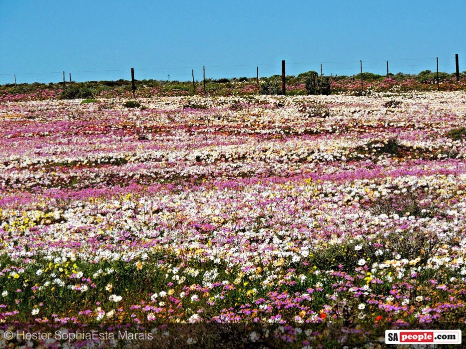 Namaqualand Spring Flowers