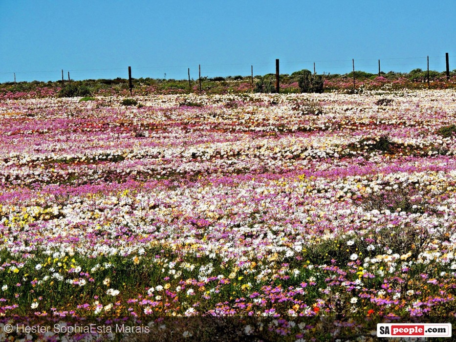 Namaqualand Spring Flowers Namaqualand Spring Flowers