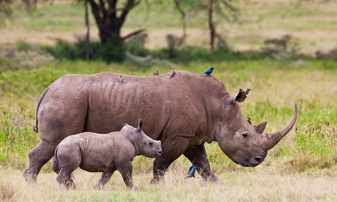 The SanWild Rhino Sanctuary The SanWild Rhino Sanctuary