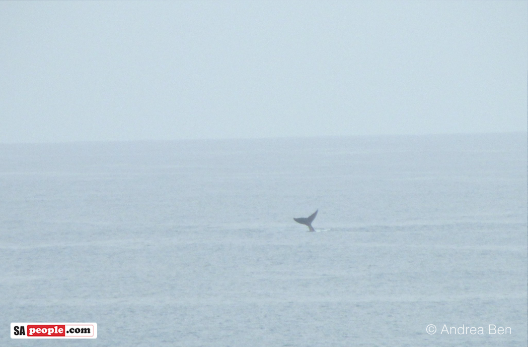 Whale watching, Umdloti Beach, South Africa
