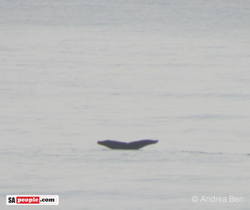 Whale watching, Umdloti Beach, South Africa