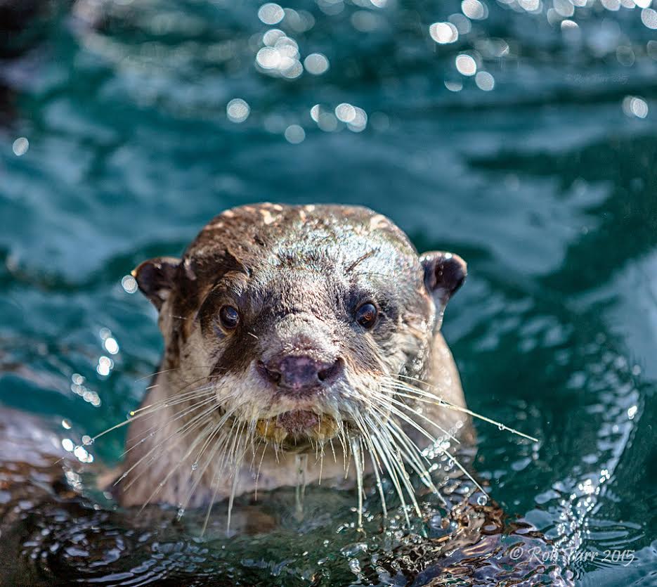 Oh What Awesome Otters! Cape Otters PHOTOS - SAPeople - Your Worldwide