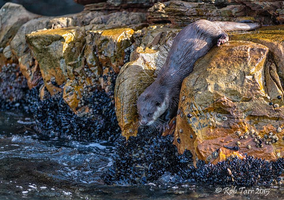 Awesome Cape Otter PHOTOS - SAPeople - Worldwide South African News