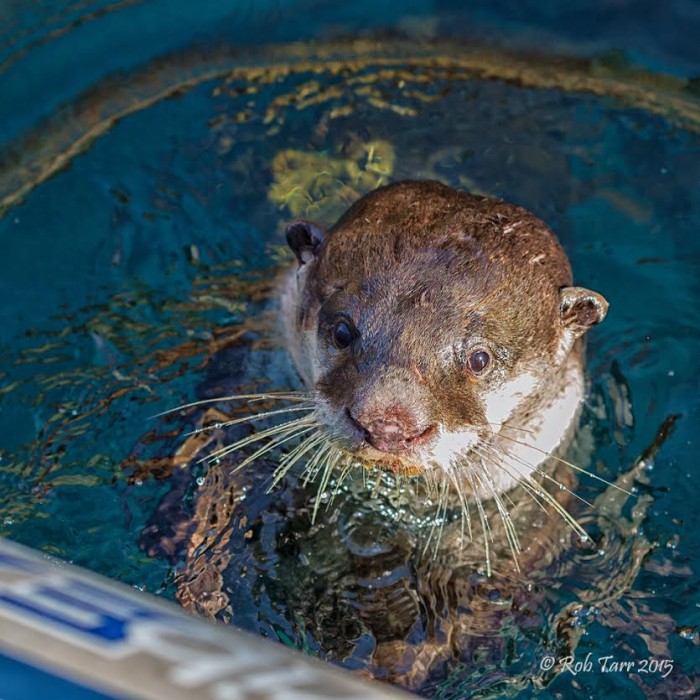 Awesome Cape Otter PHOTOS - SAPeople - Worldwide South African News
