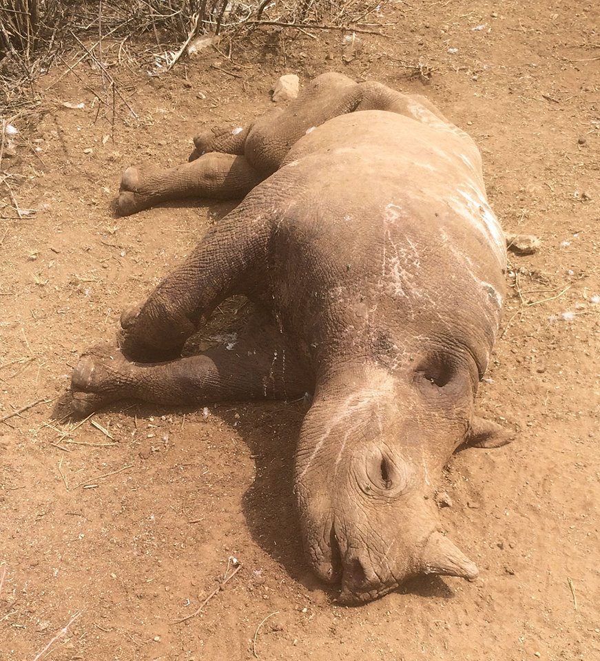 Rhino Poaching South Africa Rhino Poaching South Africa