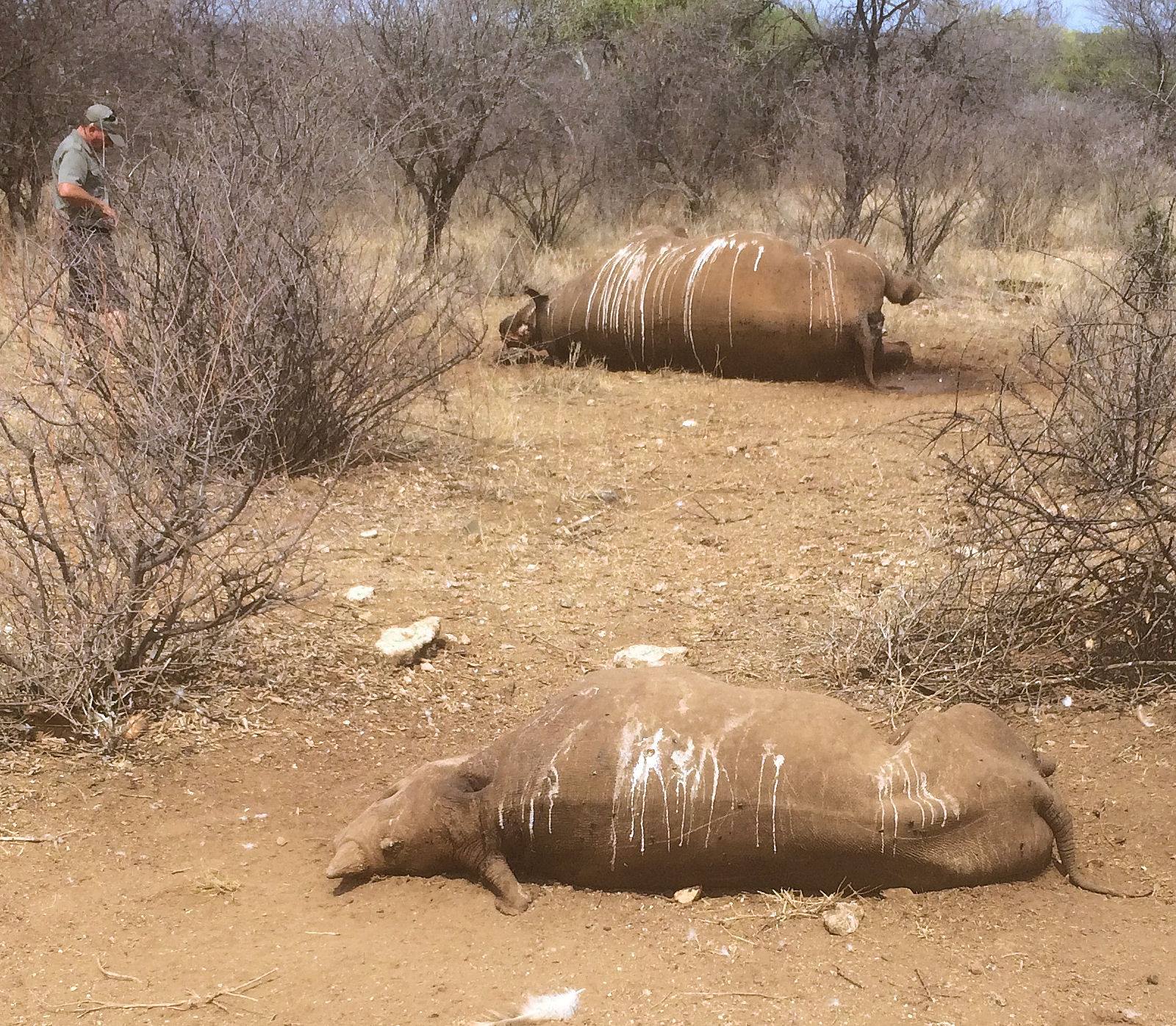 Rhino Poaching South Africa