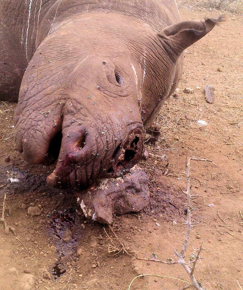 Rhino Poaching South Africa Rhino Poaching South Africa