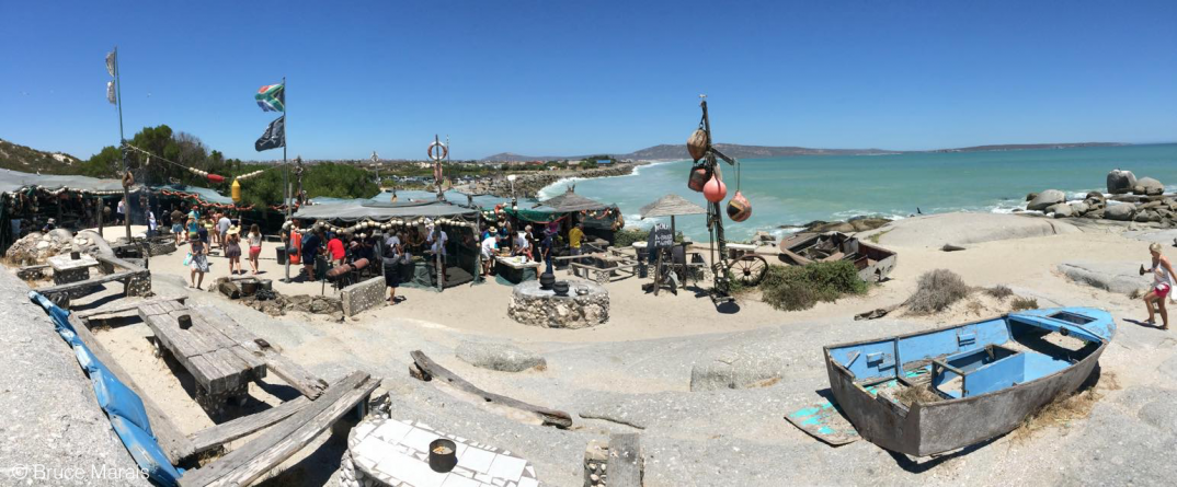 Strandloper, Langebaan Strandloper, Langebaan