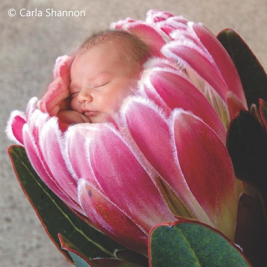 oh baby the cutest south african baby photos ever sapeople