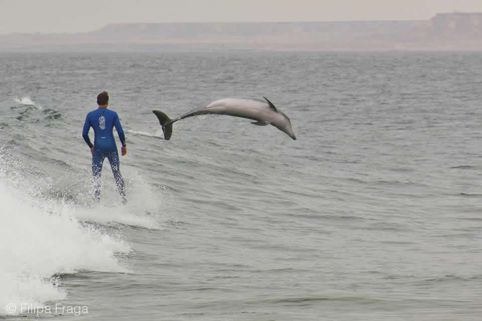 Dolphins in Angola