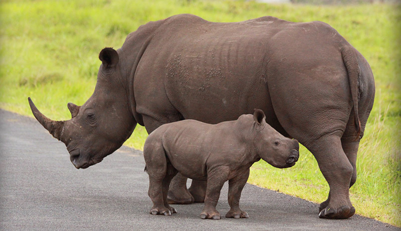 Rhino Rhino