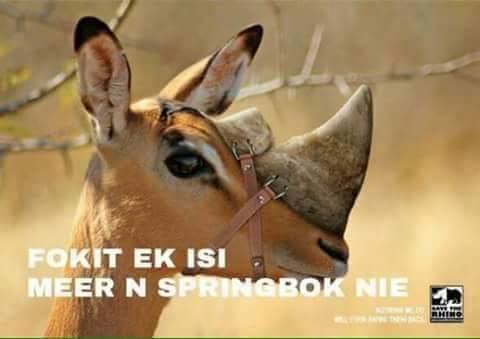 joke-rhino-bok