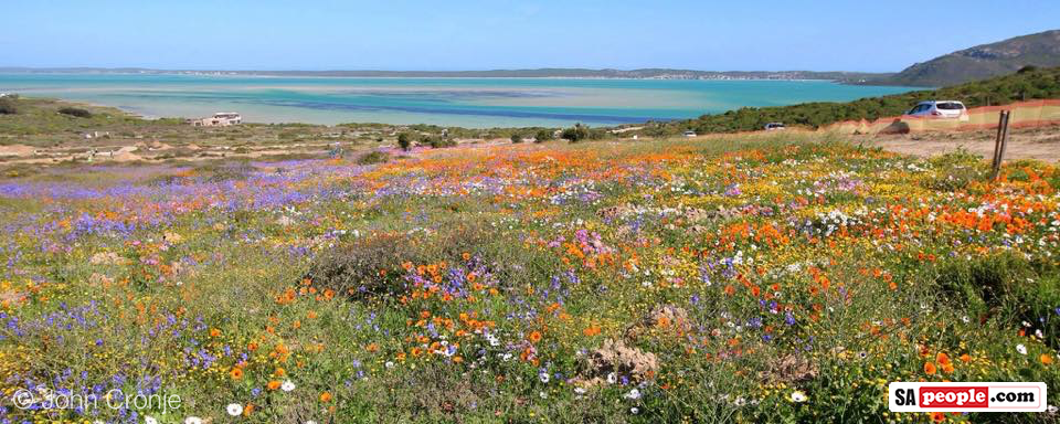 Langebaan Flowers