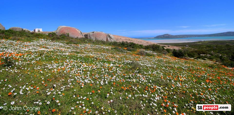 Langebaan Flowers