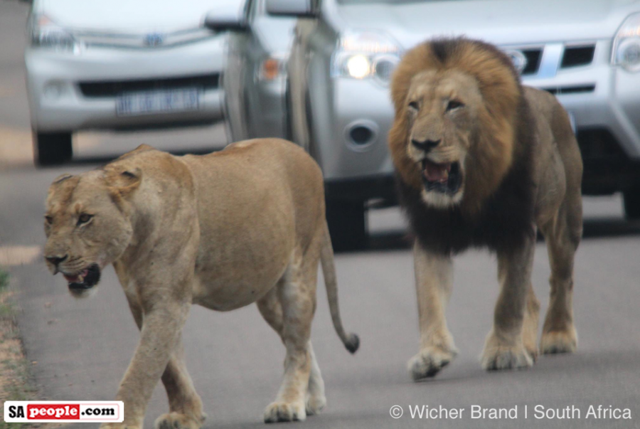 Lions in the Kruger National Park, South Africa