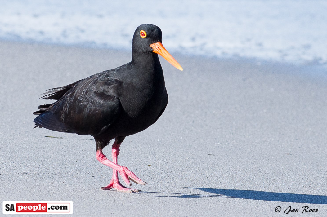Langebaan photo oyster catcher