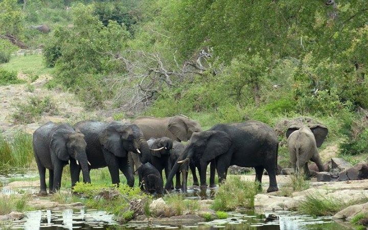 Elephant Poaching South Africa Elephant Poaching South Africa