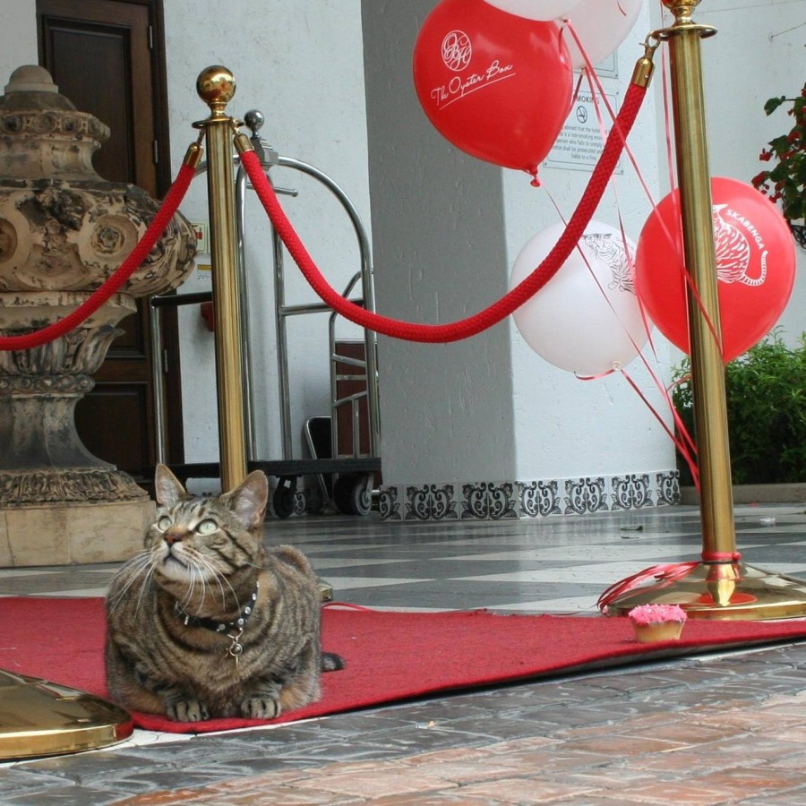 Skabenga on the red carpet Skabenga on the red carpet